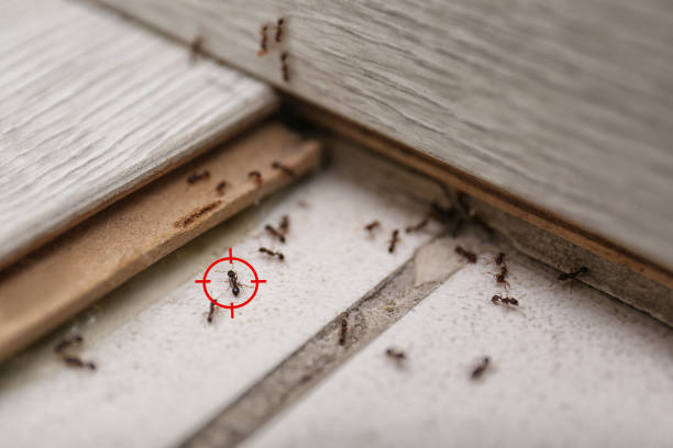 Best Affordable Pest Control Services  in Gordon Heights, NY