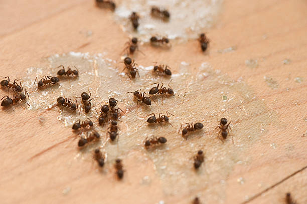 Best Exterminator Services  in Gordon Heights, NY